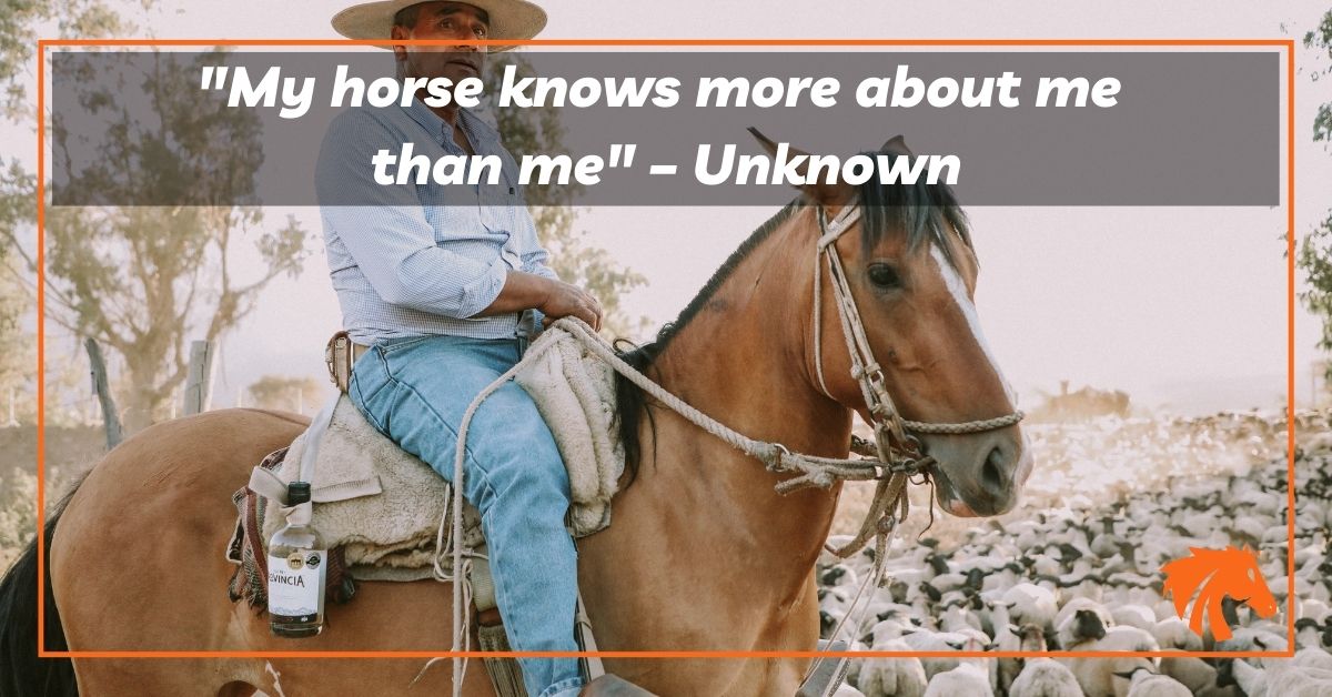 Horse Quotes From Instagram