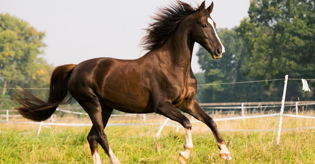 What Are Hotblood, Warmblood & Coldblood Horses National Equine