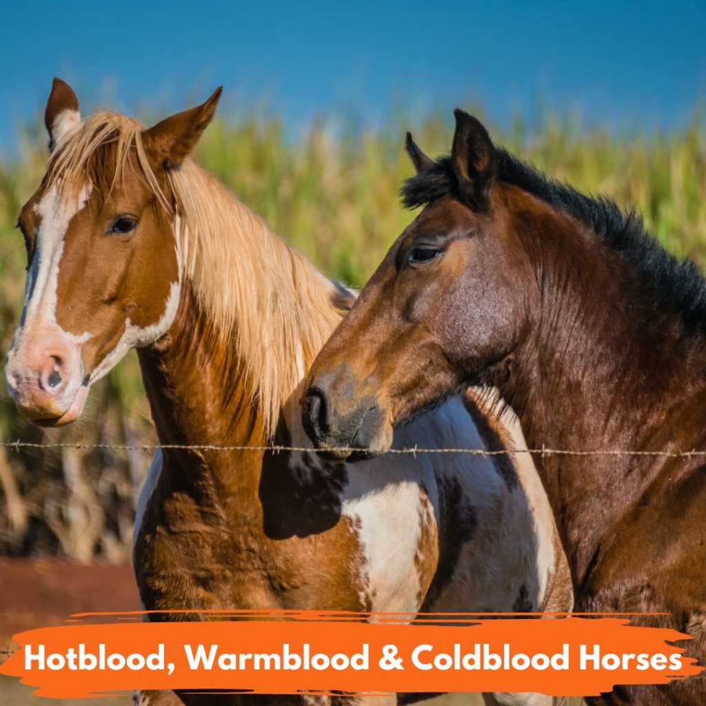 Hotblood Warmblood Coldblood Horses