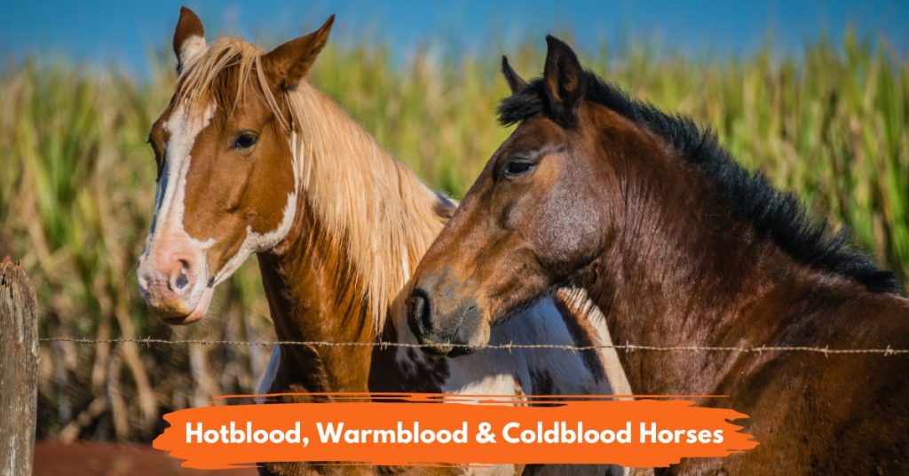 What Are Hotblood, Warmblood & Coldblood Horses National Equine