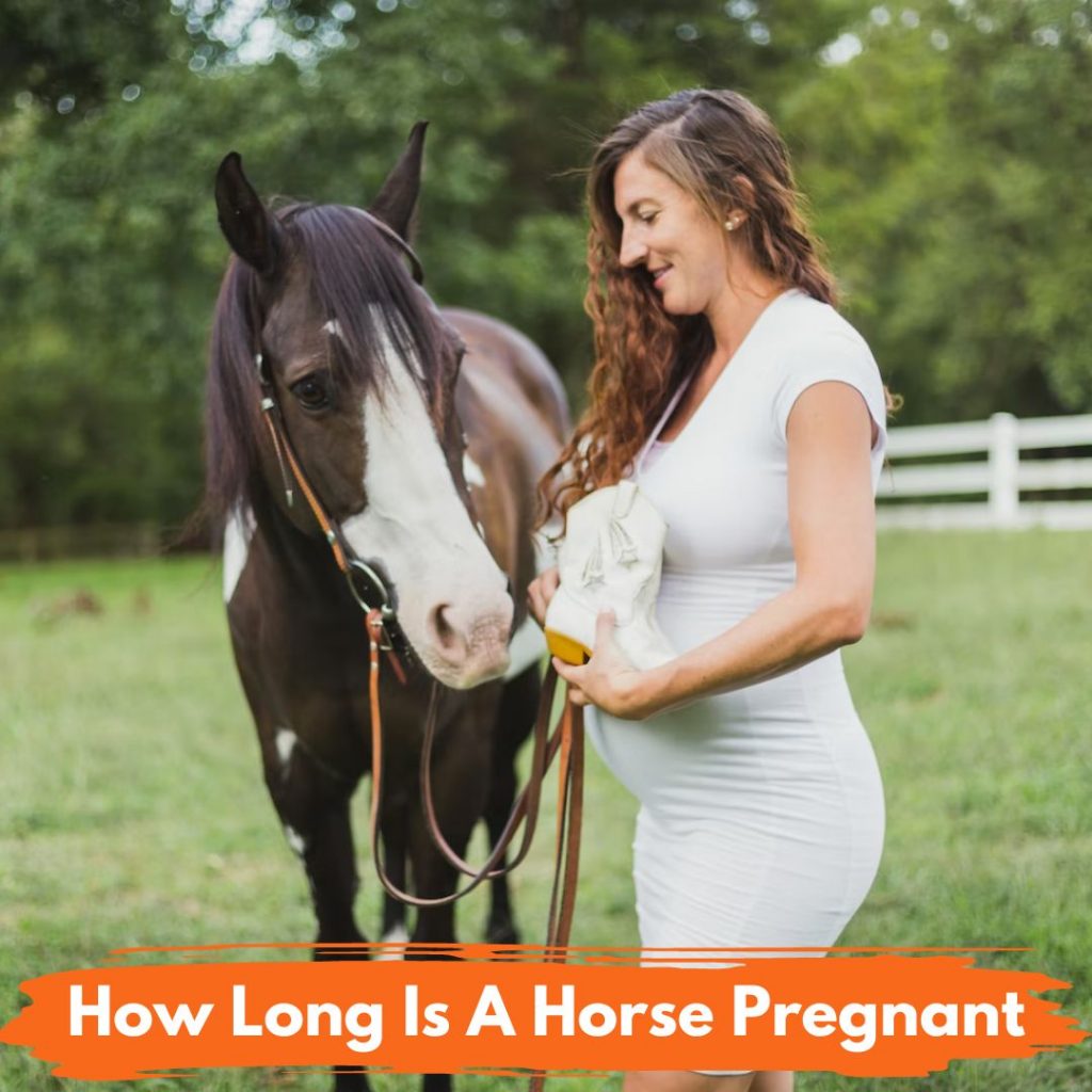 How Long Is A Horse Pregnant