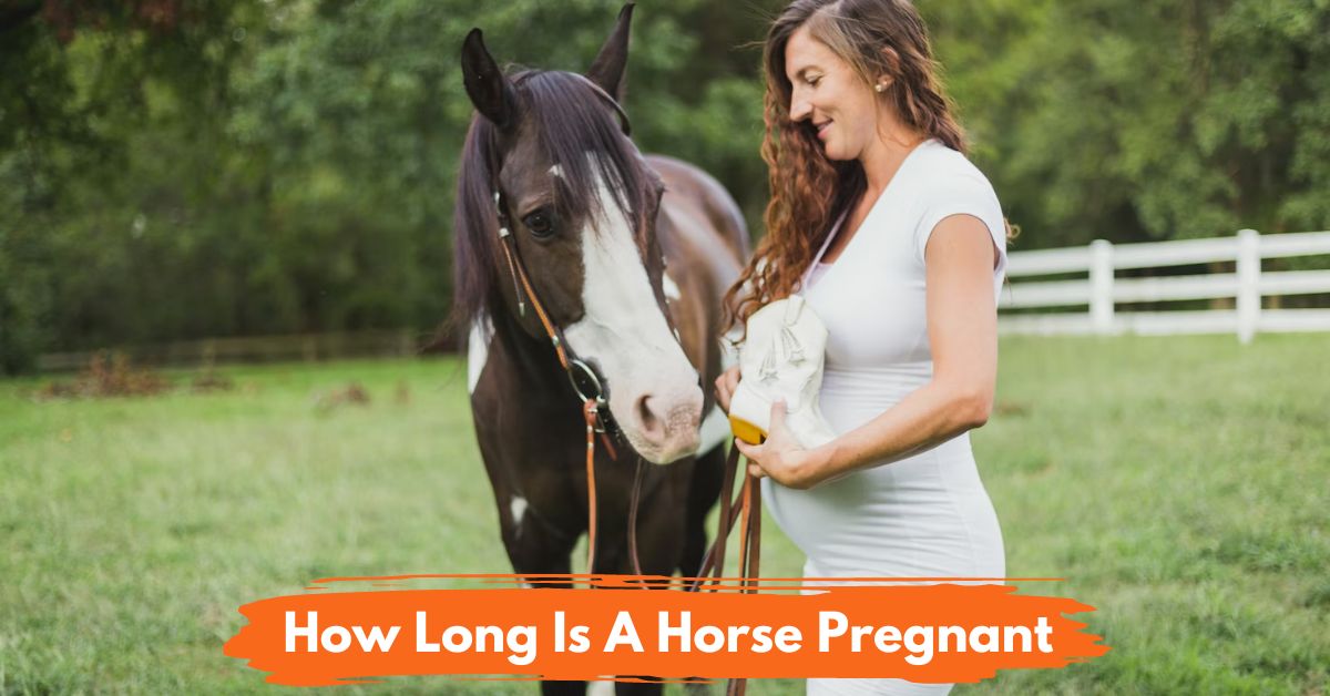 How Long Is A Horse Pregnant Social