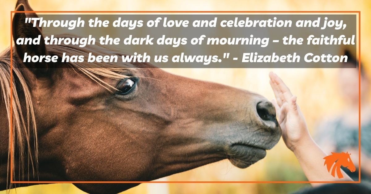 Love Horse Quotes