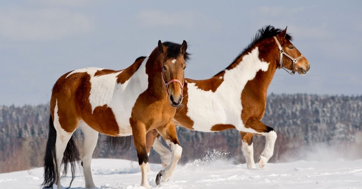 Paint Vs Pinto Horse Color