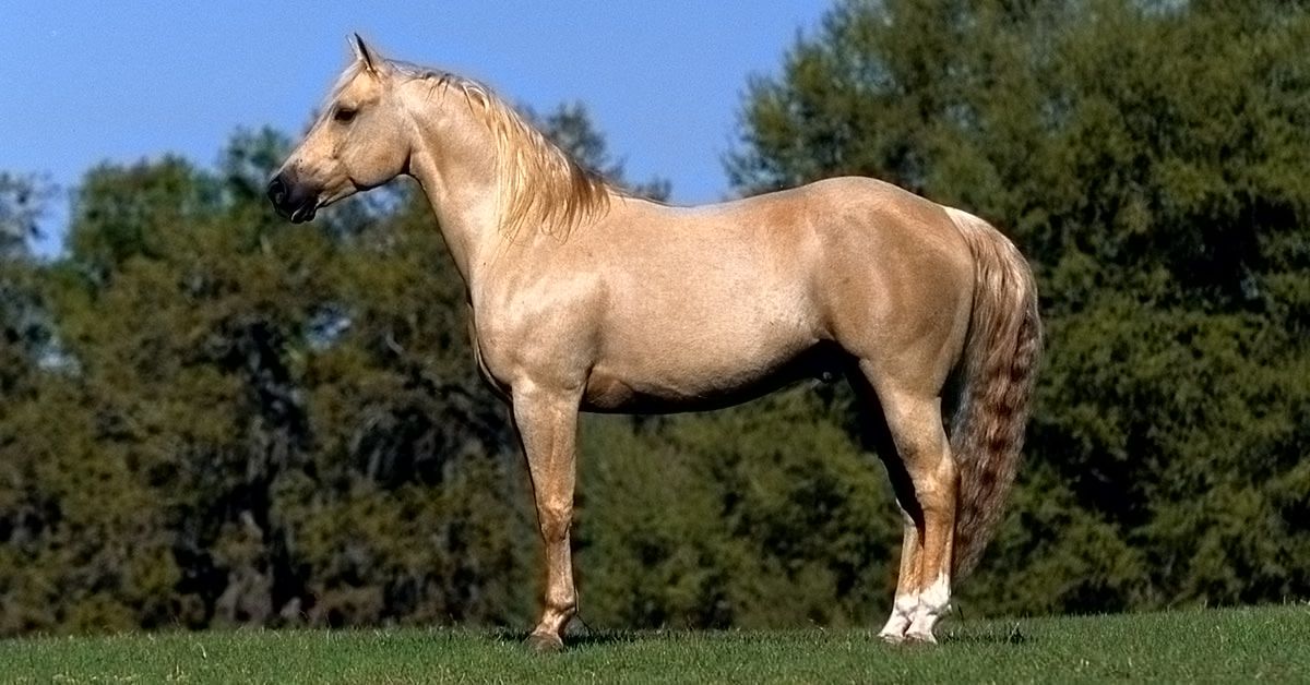 Palomino Horse Color