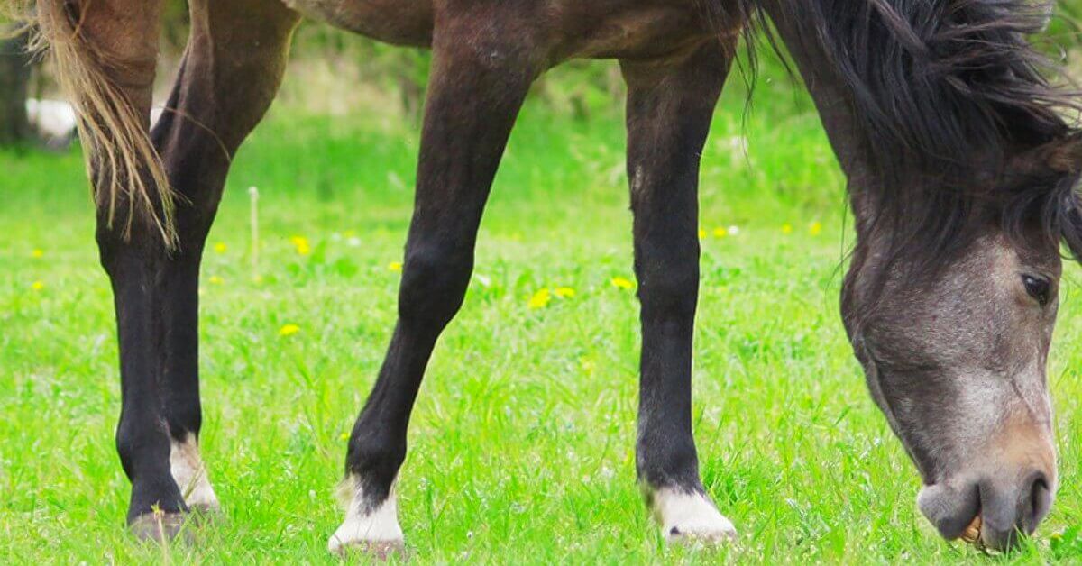 Pastern Horse Marking