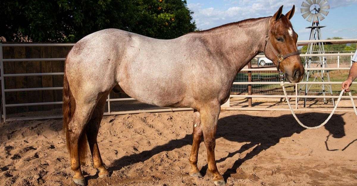 Red Roan Horse Color