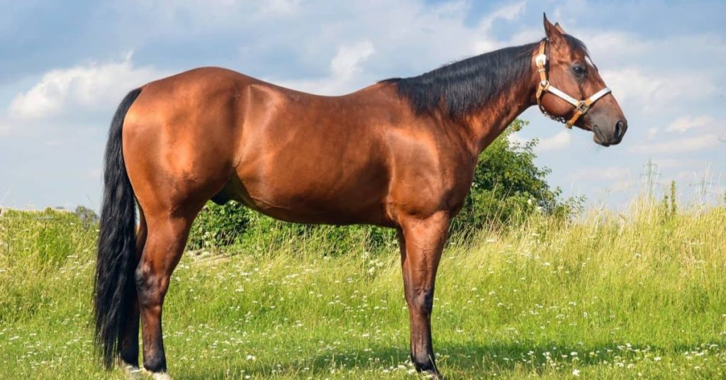 26 Common Horse Colors, Markings & Patterns National Equine