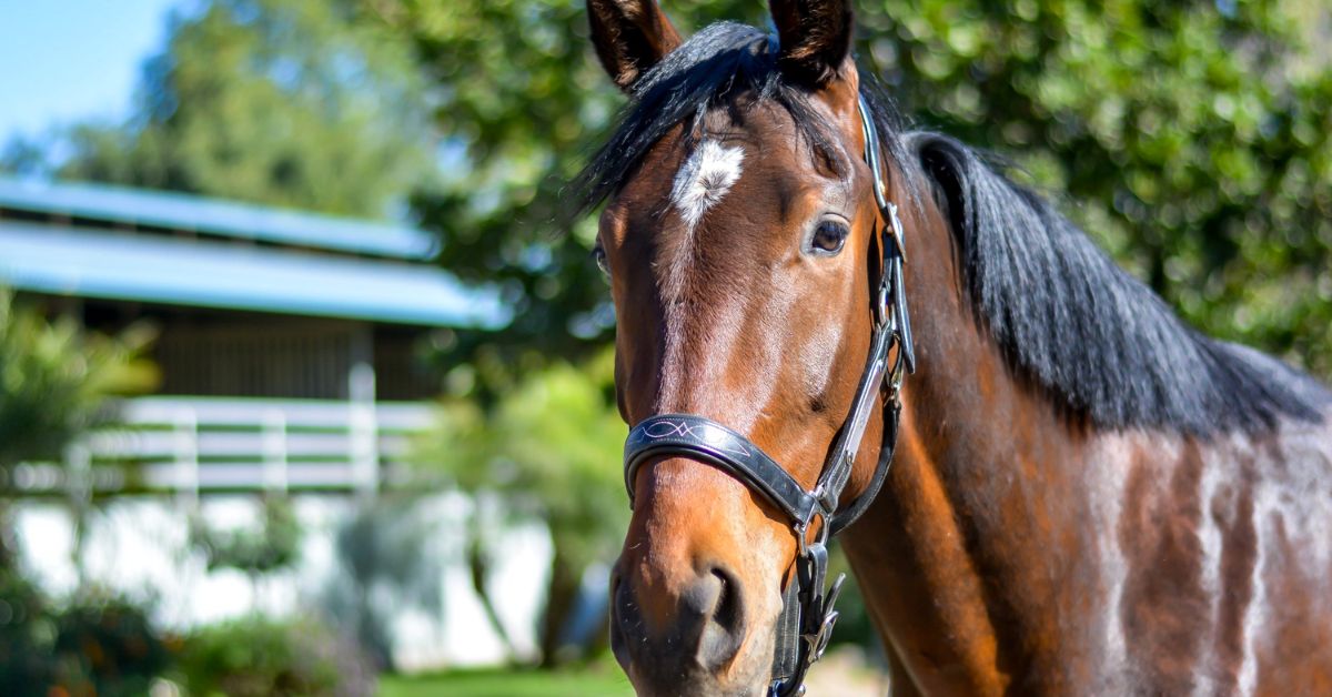 Star Horse Marking