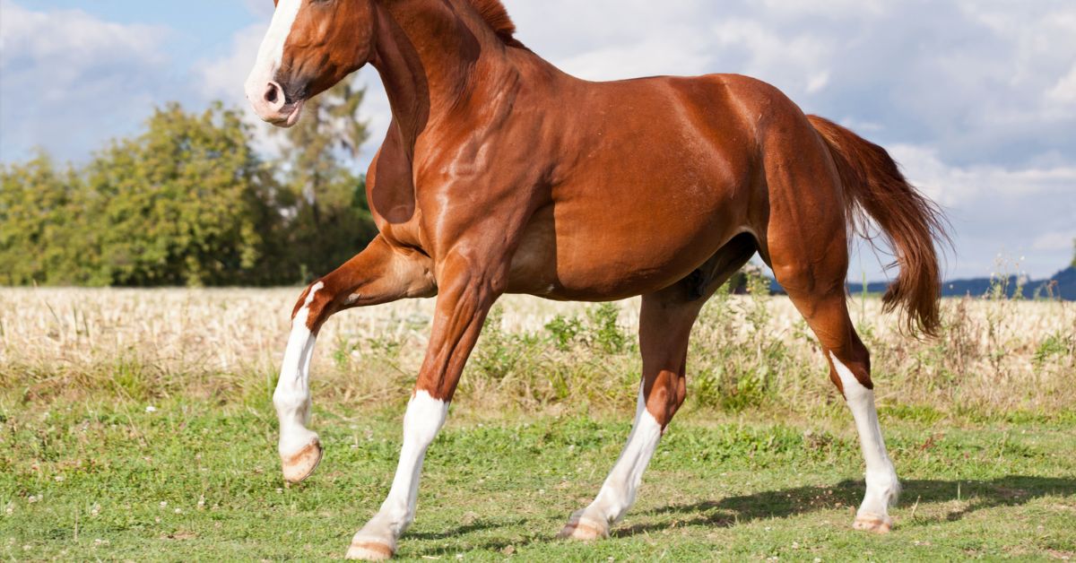 Stocking Horse Marking