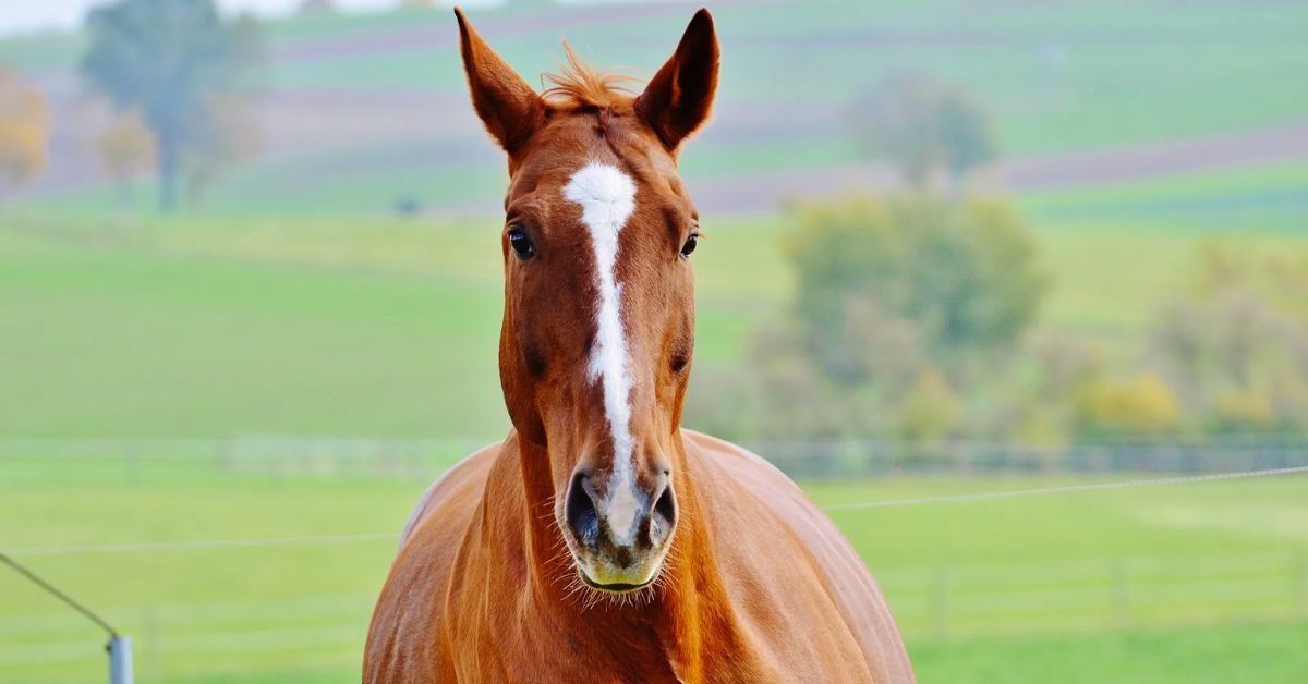 Stripe Horse Marking