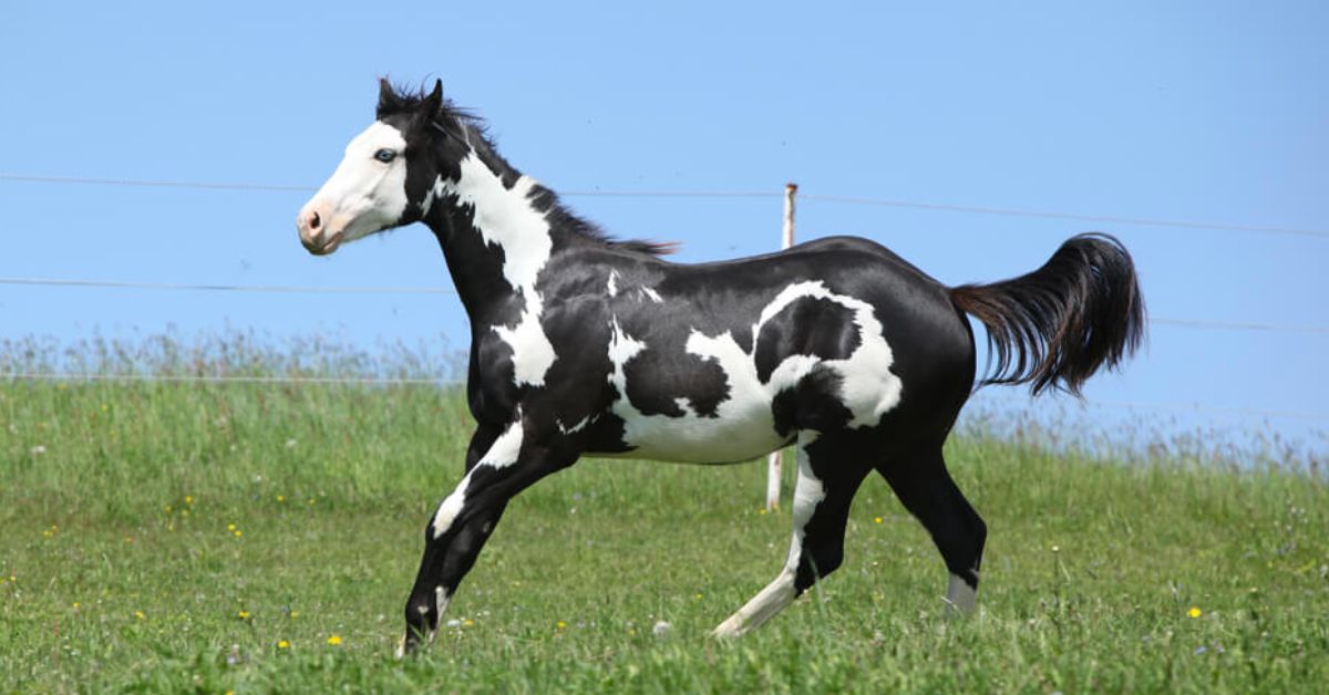 Tobiano Vs Overo Horse Color