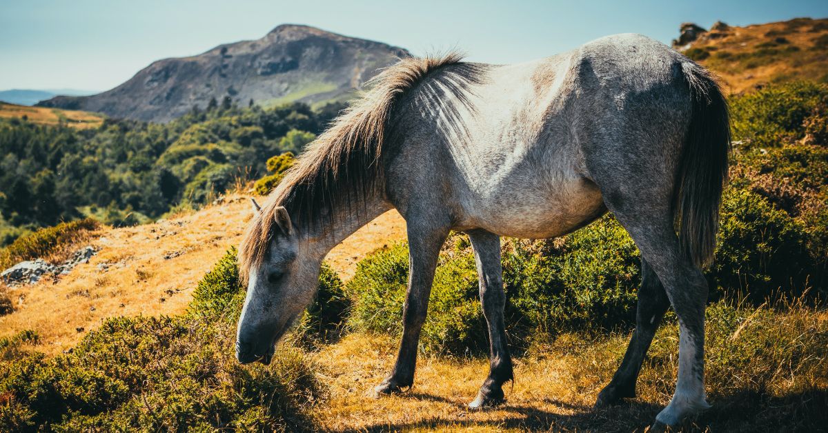 What is a Gelding Horse