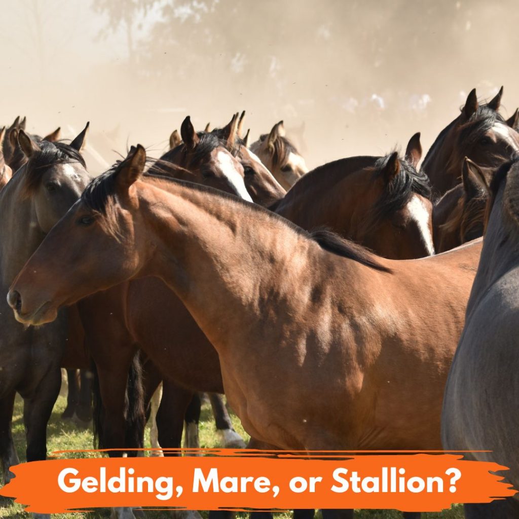 What is a Gelding a Mare or a Stallion