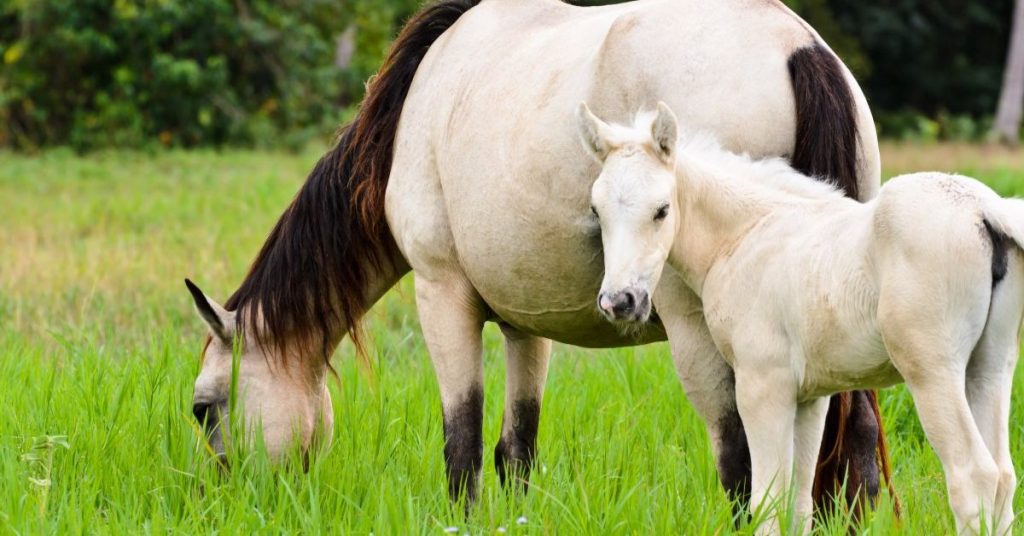 What Is A Gelding, A Mare, Or A Stallion? - National Equine