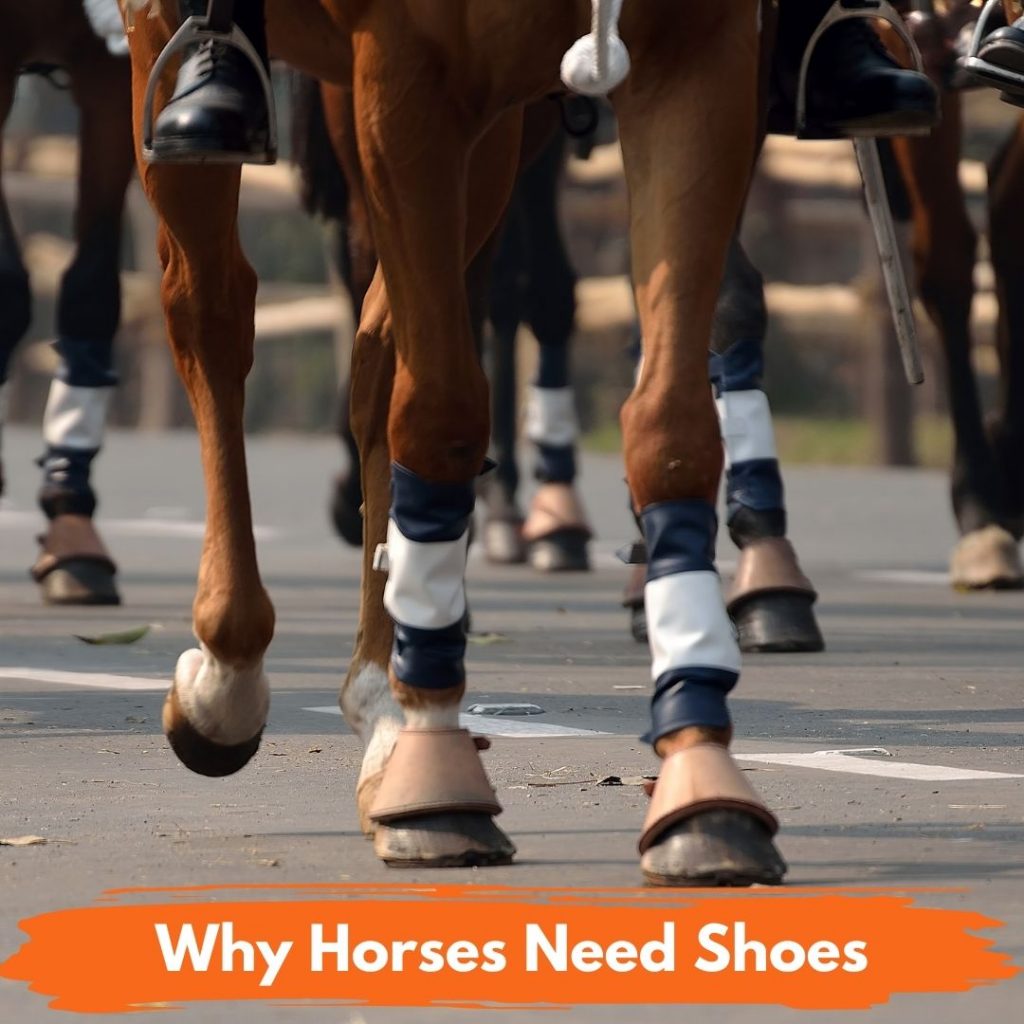 6 Reasons Why Horses Need Shoes
