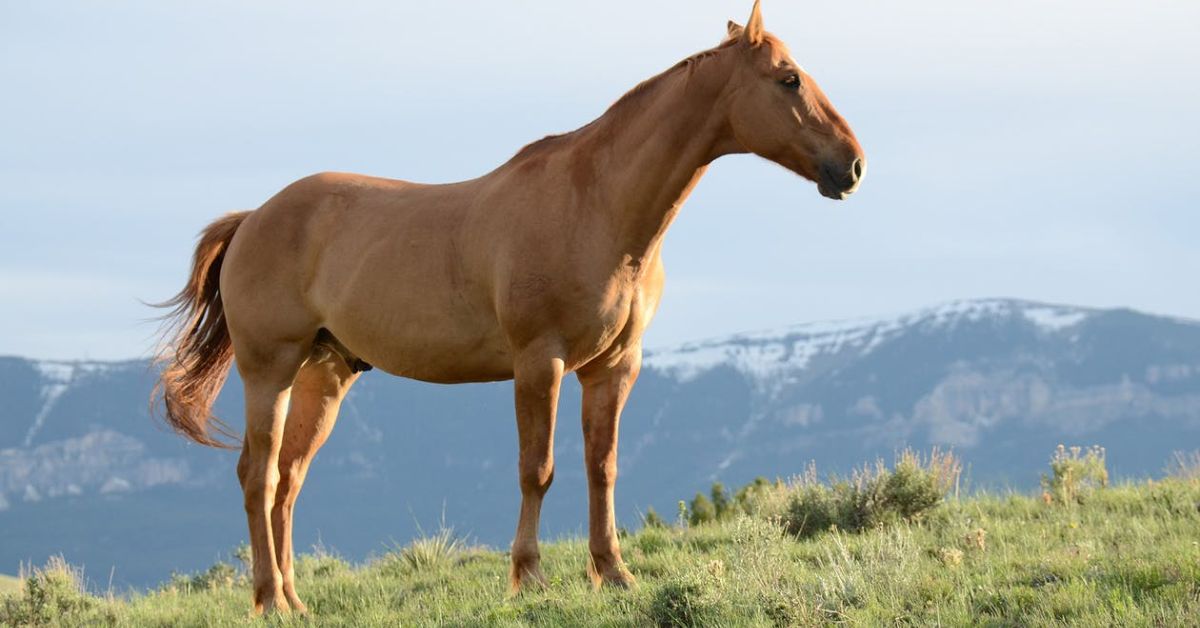 Anhidrosis In Horses