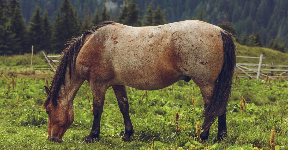 Bay Roan Horses