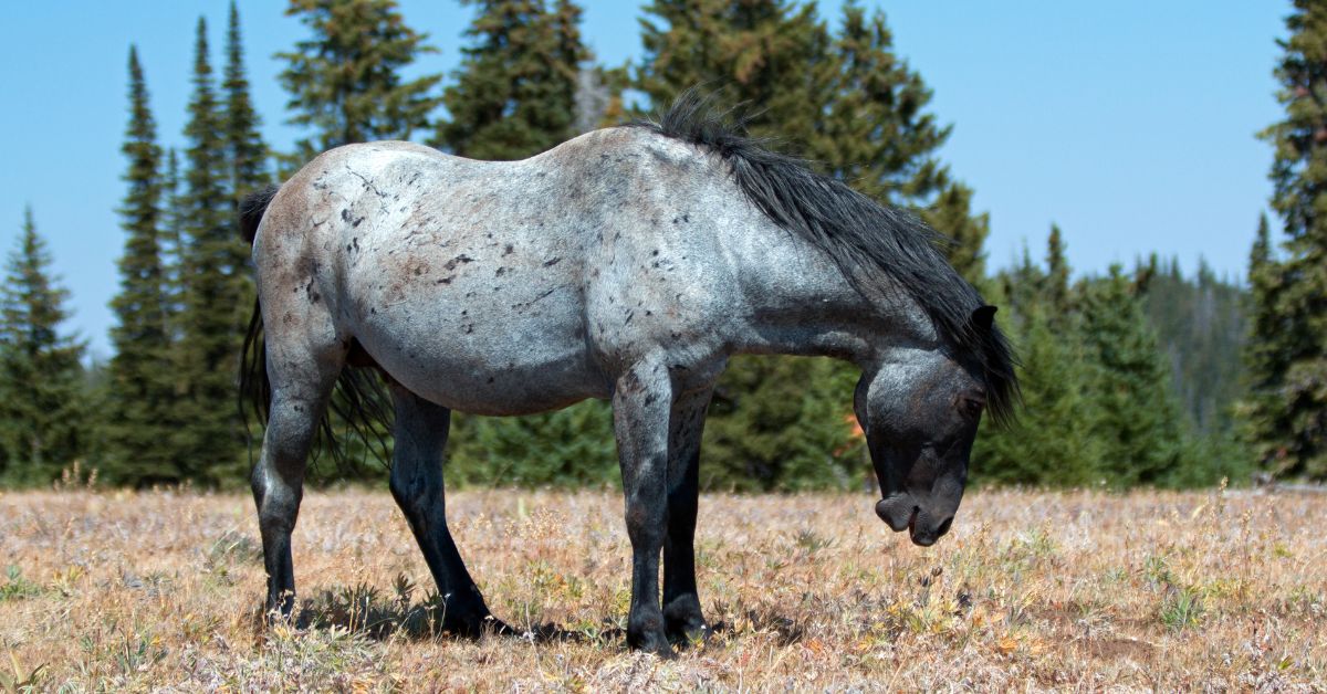 Blue Roan Horses