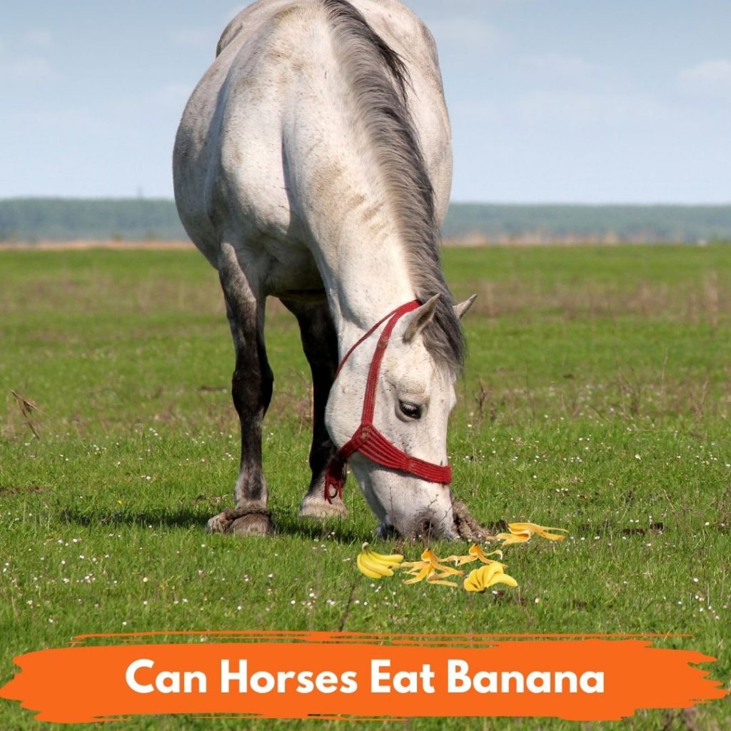Can Horses Eat Banana