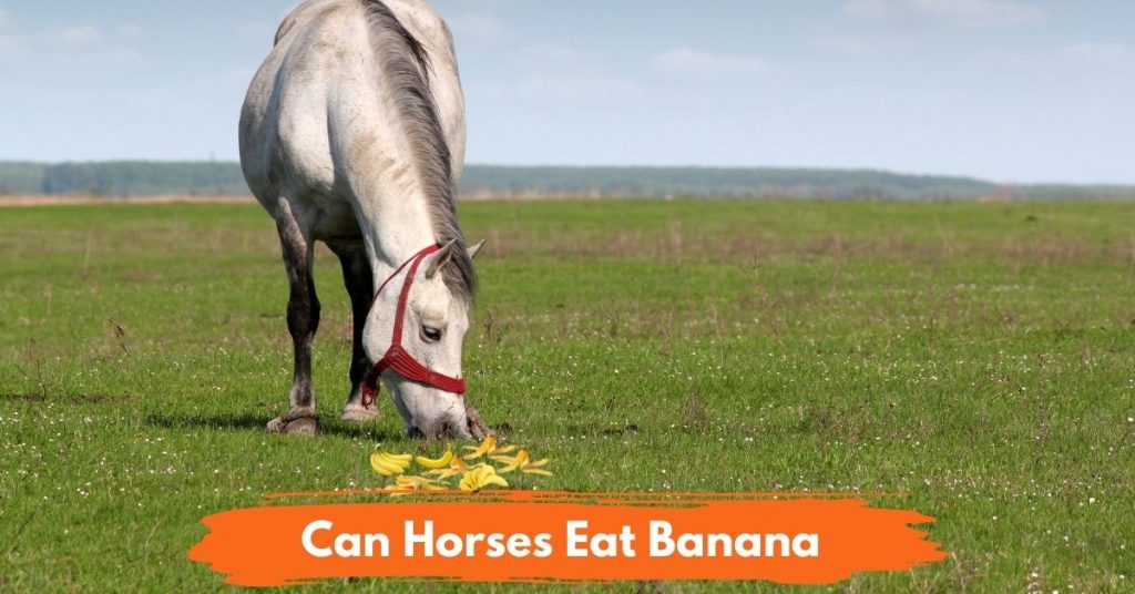 Can Horses Eat Banana? National Equine
