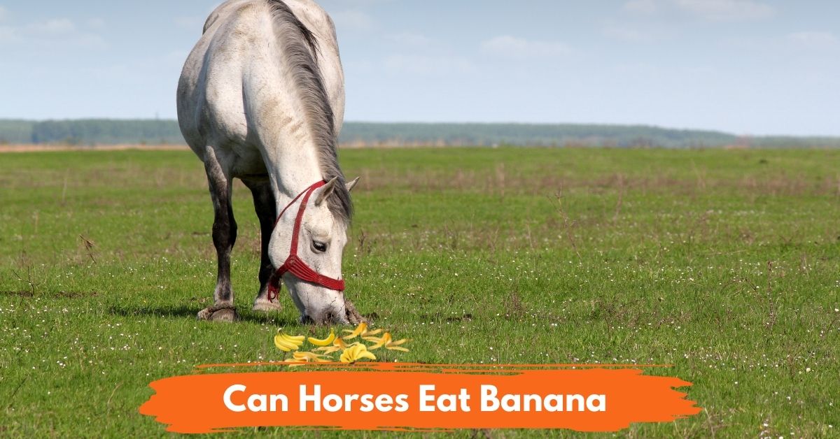 Can Horses Eat Banana Social