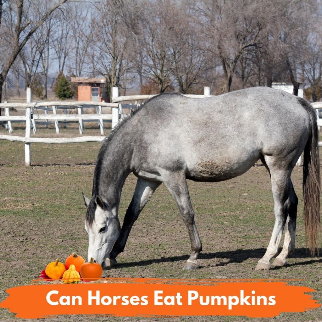 Can Horses Eat Pumpkins