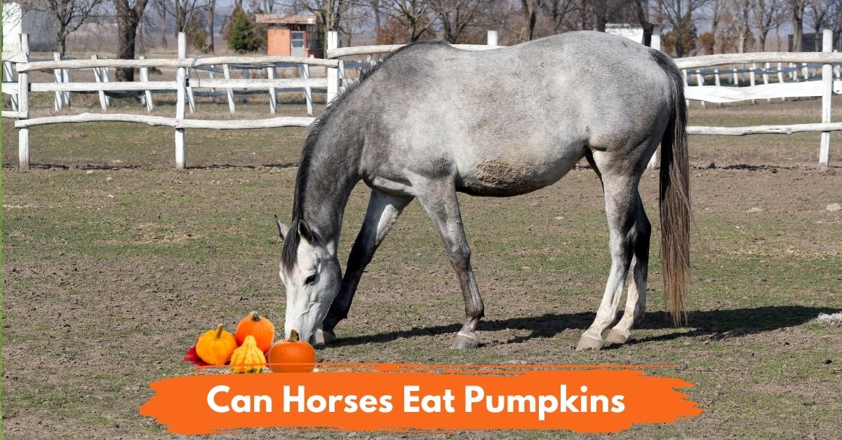 Can Horses Eat Pumpkins Social