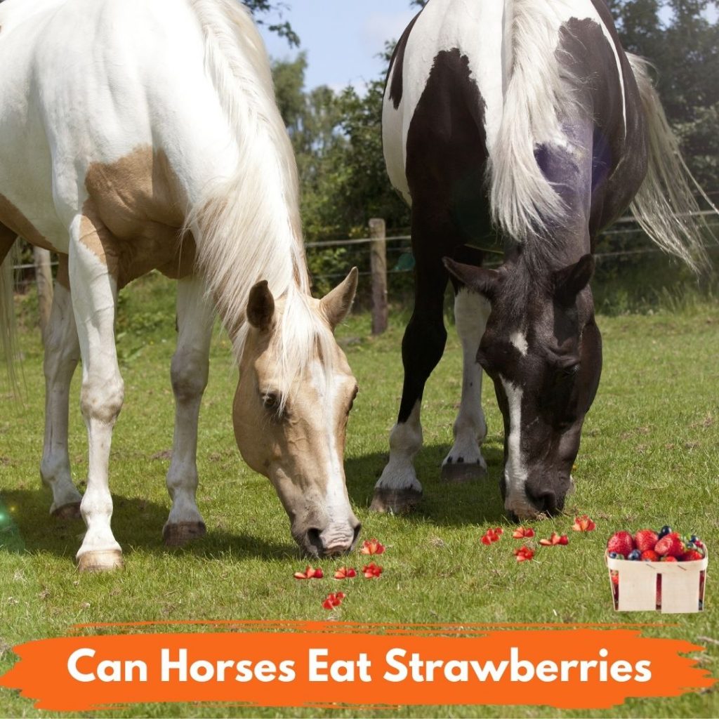 Can Horses Eat Strawberries