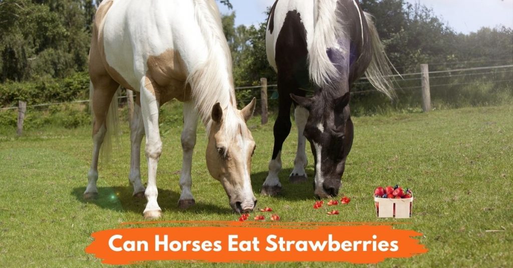 Can Horses Eat Strawberries? National Equine