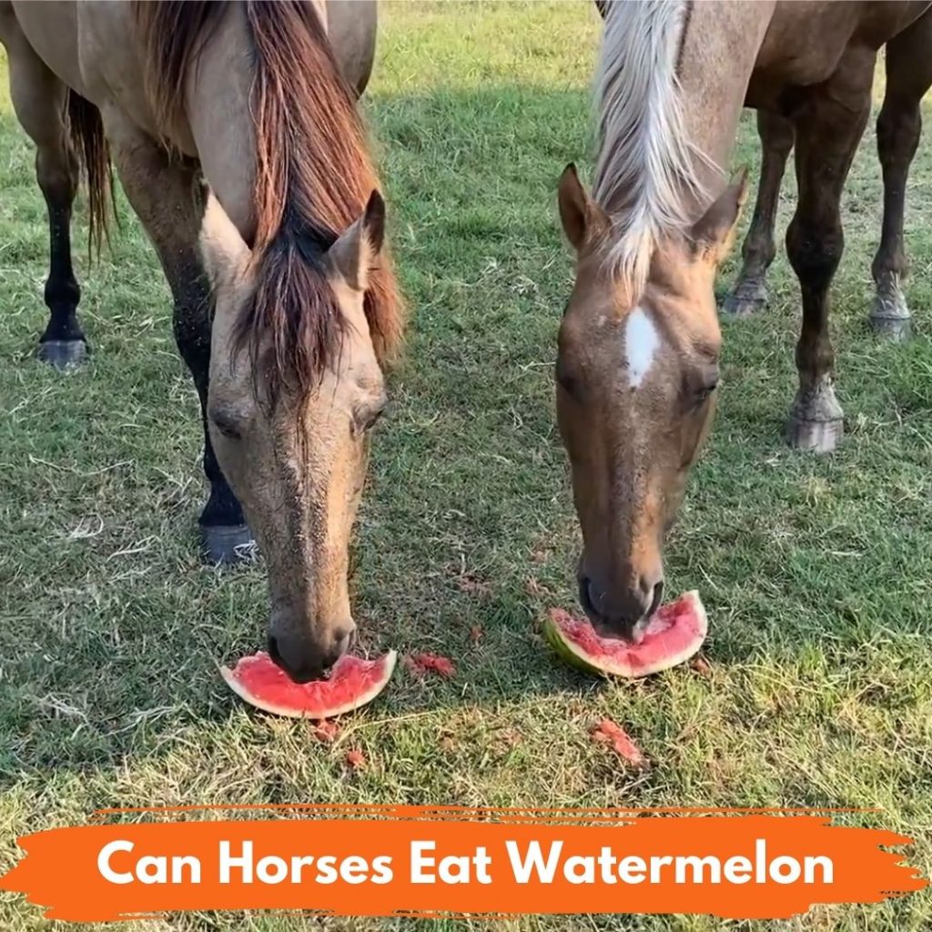 Can Horses Eat Watermelon