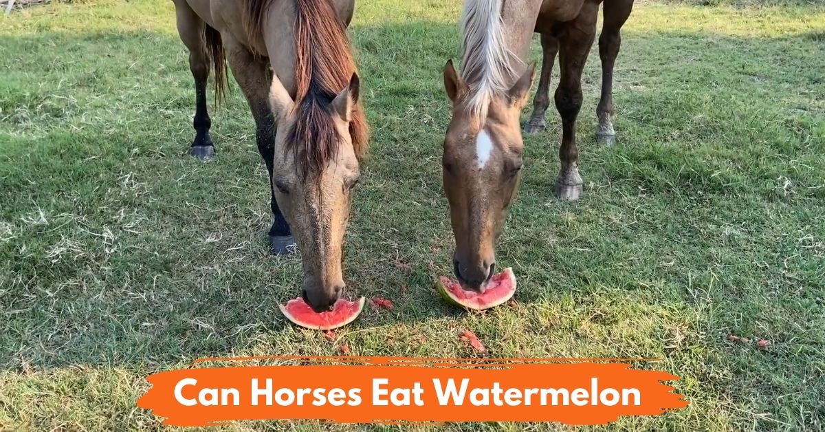 Can Horses Eat Watermelon Social