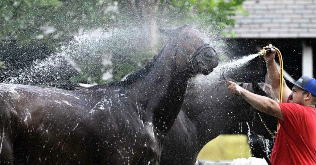 Do Horses Sweat? What Causes Anhidrosis? National Equine