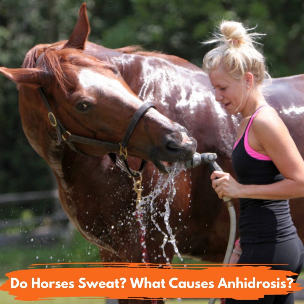 Do Horses Sweat. What Causes Anhidrosis