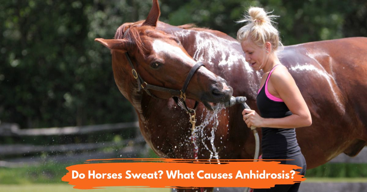 Do Horses Sweat. What Causes Anhidrosis Social