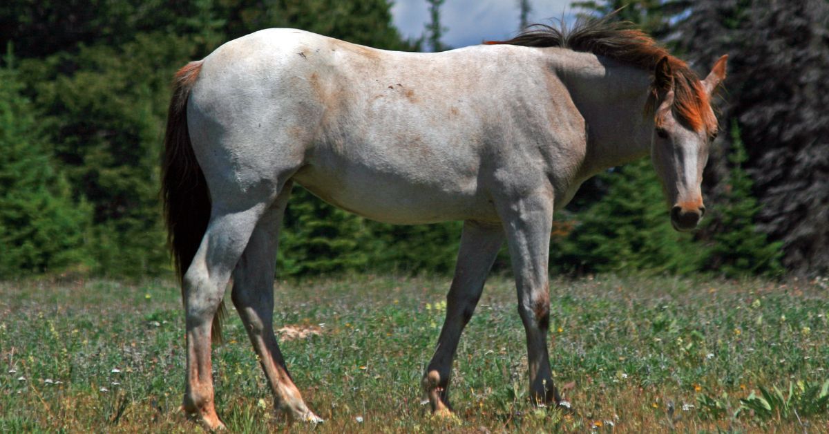Dun Roan Horses