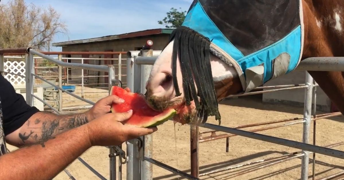Feed Watermelon To Your Horse