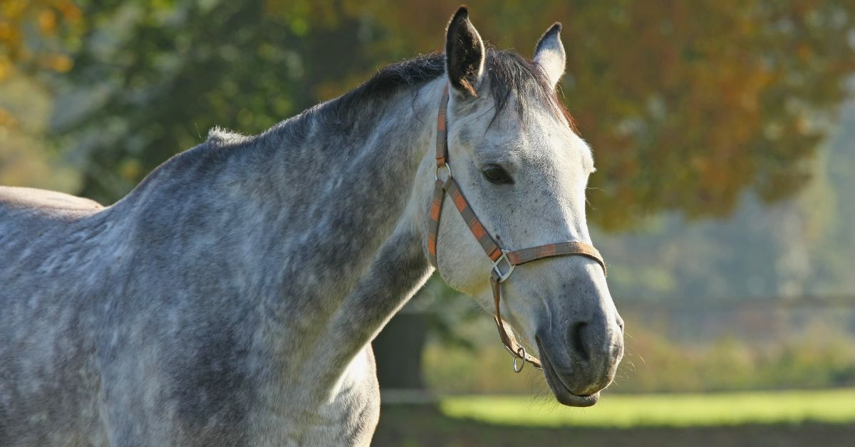 Grey Roan Horses