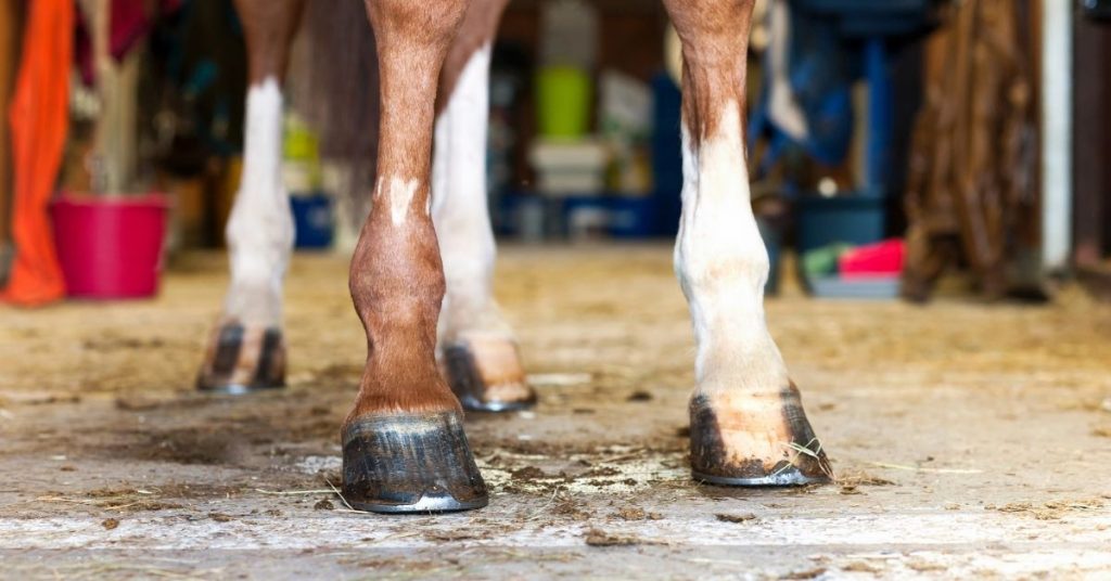 6 Reasons Why Horses Need Shoes National Equine