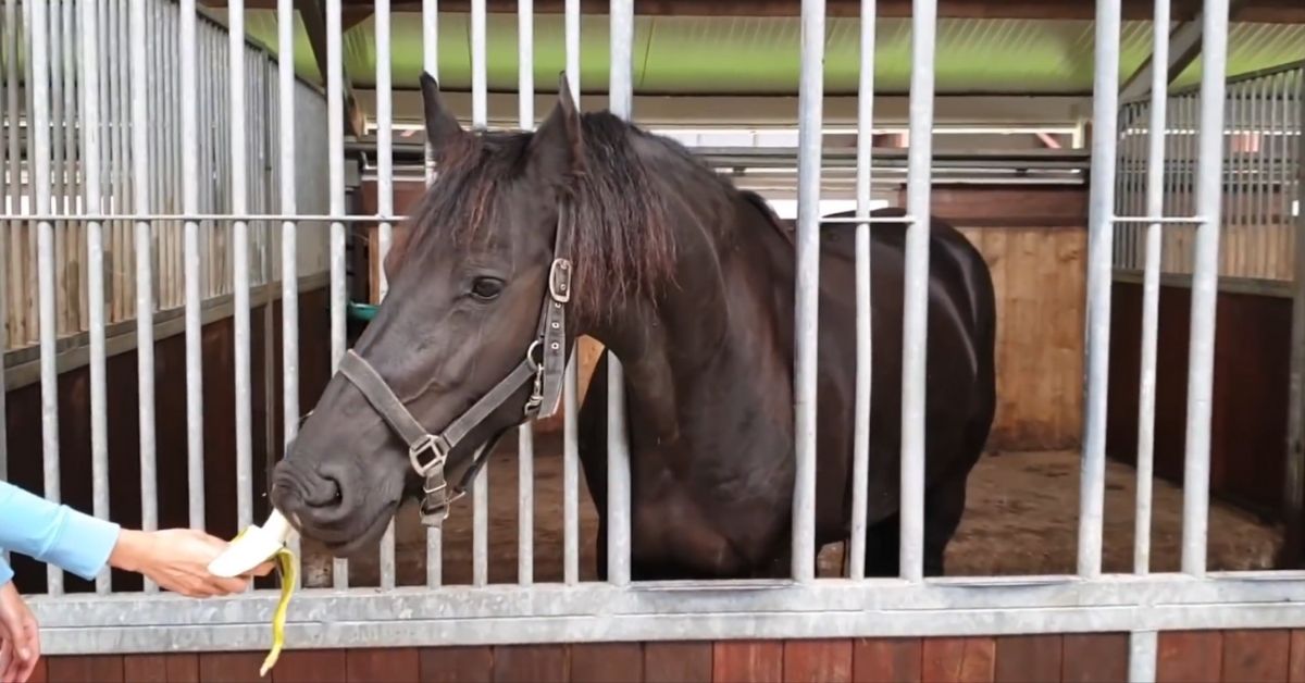 Horse Eat Banana