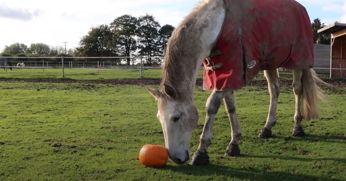 Horse Eat Pumpkin