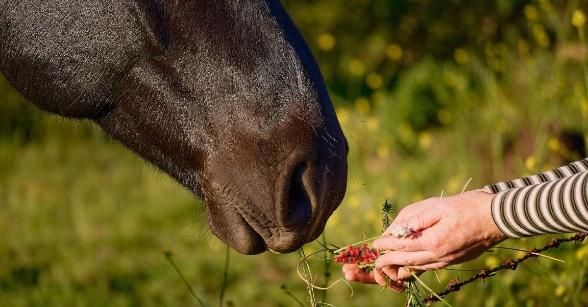 Horse Eat Strawberry