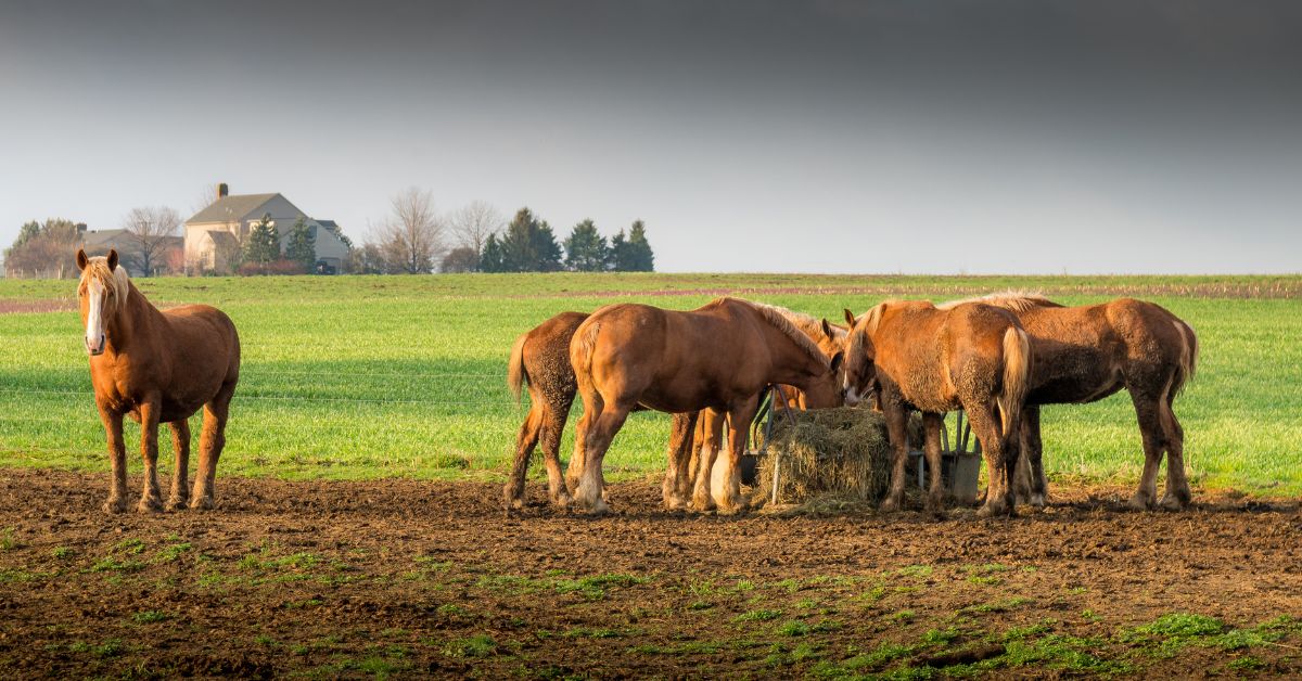 Horse Feed