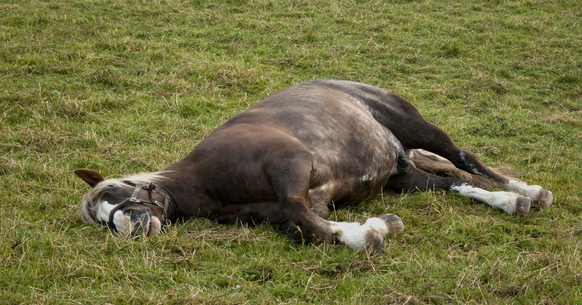 Horse Narcolepsy