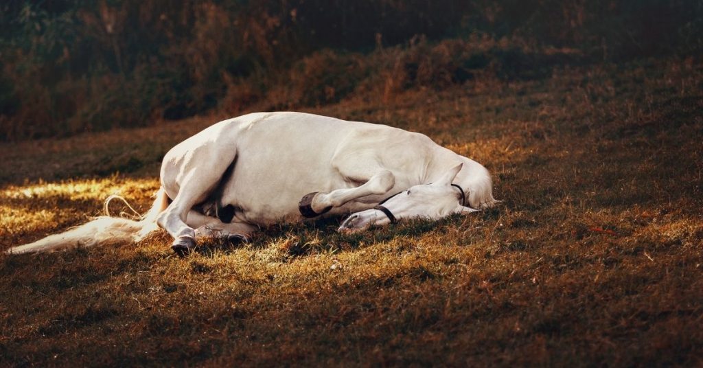 3 Reasons Why Does A Horse Lie Down? National Equine