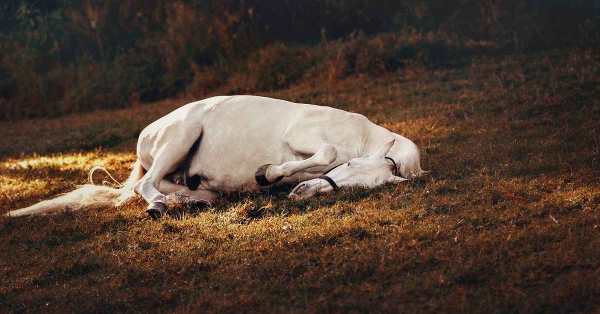 Horse REM Sleep