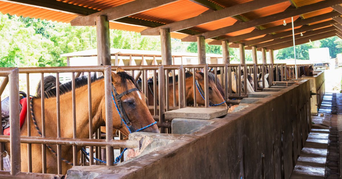 Horse Stable