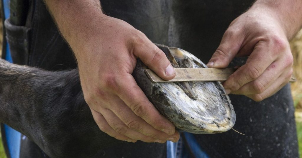 6 Reasons Why Horses Need Shoes National Equine