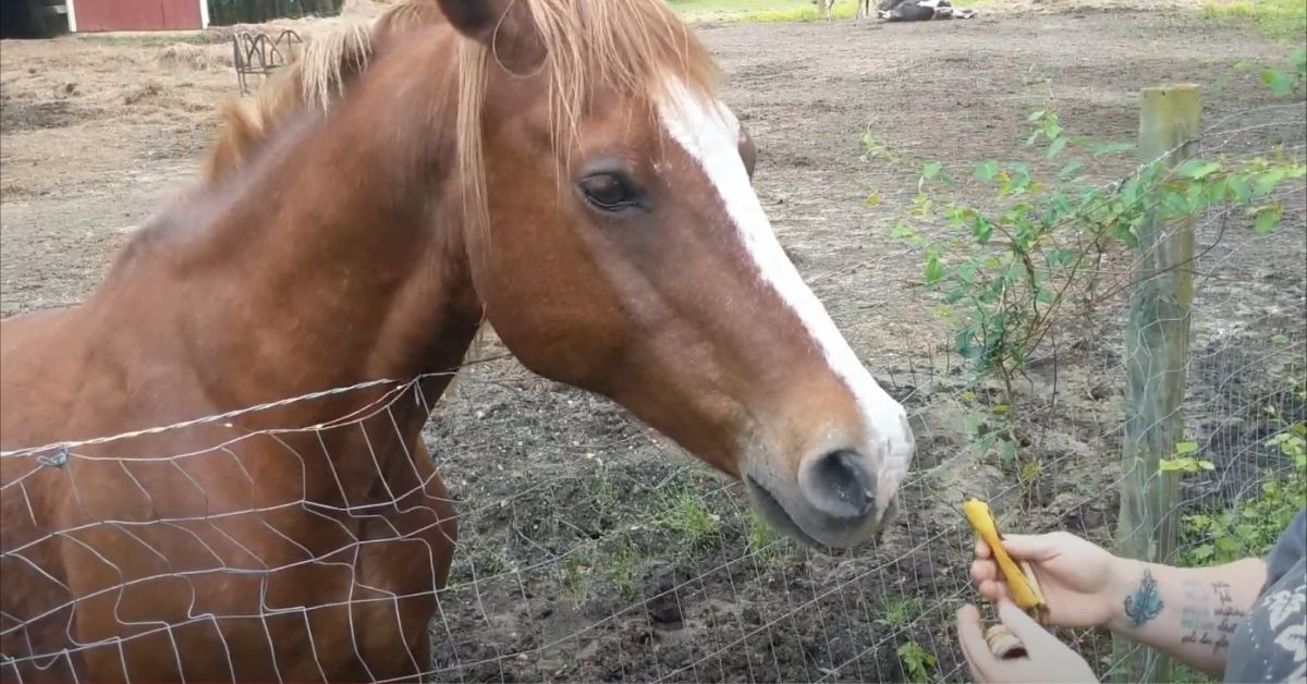 Horses Eat Banana Peel