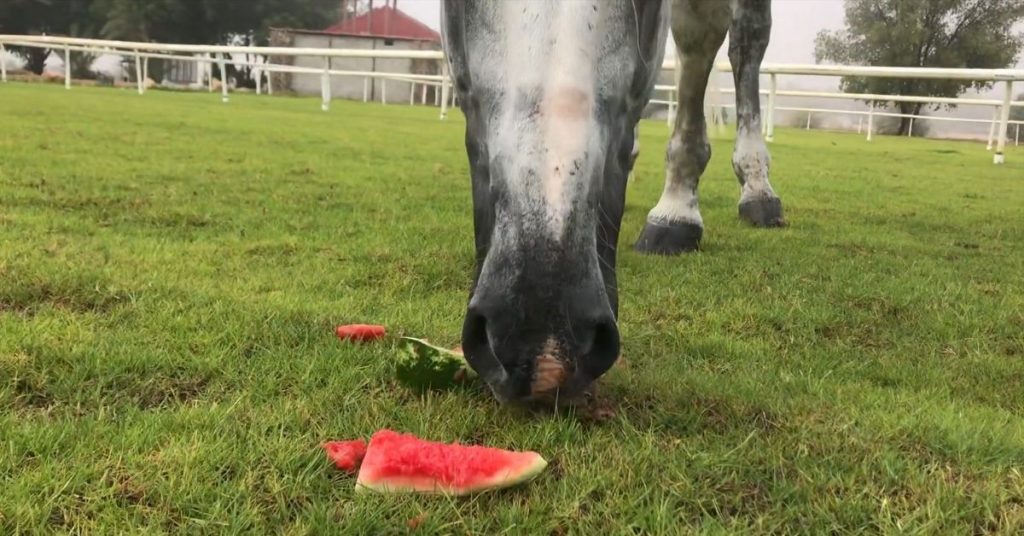 Can Horses Eat Watermelon? National Equine